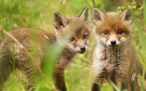 dwa małe lisy